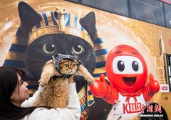 古埃及“法老猫”“爬”上香港巴士车身